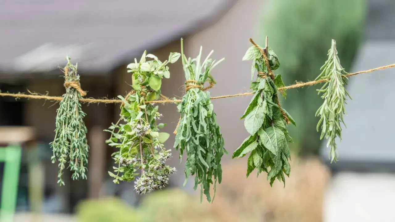 Zioła, w tym mięta, wiszą na sznurku, schnąc na powietrzu. To prosty sposób, jak suszyć miętę i inne aromatyczne rośliny.