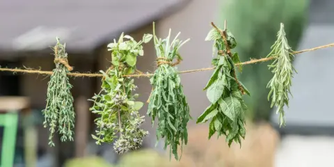 Zioła, w tym mięta, wiszą na sznurku, schnąc na powietrzu. To prosty sposób, jak suszyć miętę i inne aromatyczne rośliny.