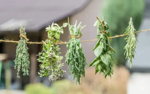 Zioła, w tym mięta, wiszą na sznurku, schnąc na powietrzu. To prosty sposób, jak suszyć miętę i inne aromatyczne rośliny.