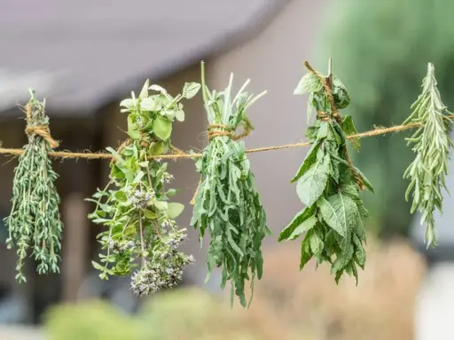 Zioła, w tym mięta, wiszą na sznurku, schnąc na powietrzu. To prosty sposób, jak suszyć miętę i inne aromatyczne rośliny.